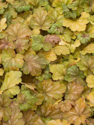 Гейхера Карнивал Коффи Бин (Carnival Coffee Bean) Гейхера Карнивал Коффи Бин (Carnival Coffee Bean)