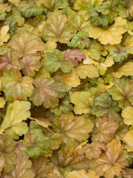 Гейхера Карнивал Коффи Бин (Carnival Coffee Bean) купить с доставкой