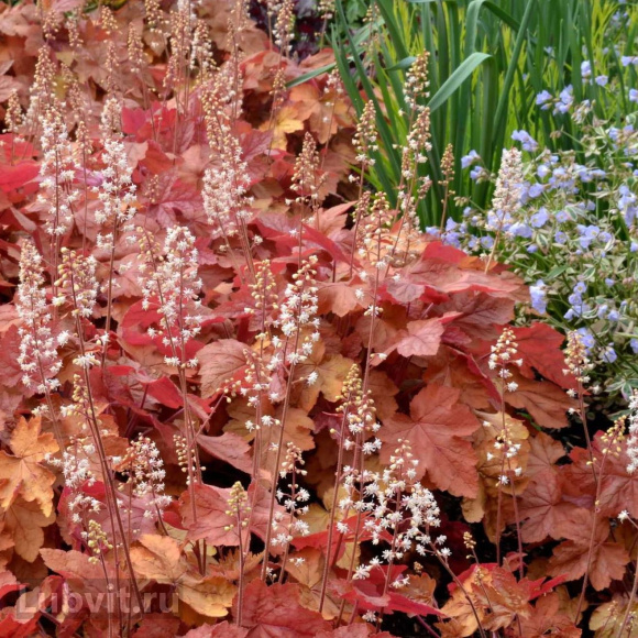 Гейхера Баттерид Ром (Buttered Rum) купить с доставкой Гейхера Баттерид Ром (Buttered Rum) купить с доставкой