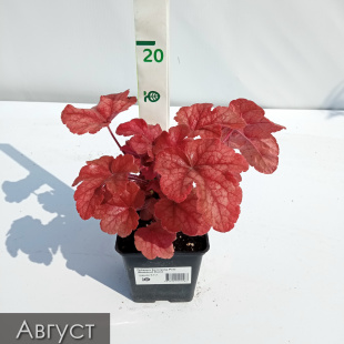 Гейхера Баттерид Ром (Buttered Rum)