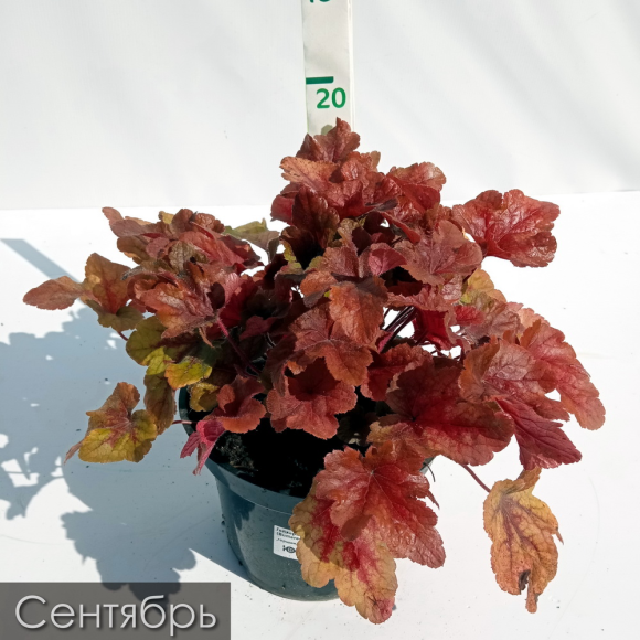 Гейхера Баттерид Ром (Buttered Rum) купить с доставкой Гейхера Баттерид Ром (Buttered Rum) купить с доставкой