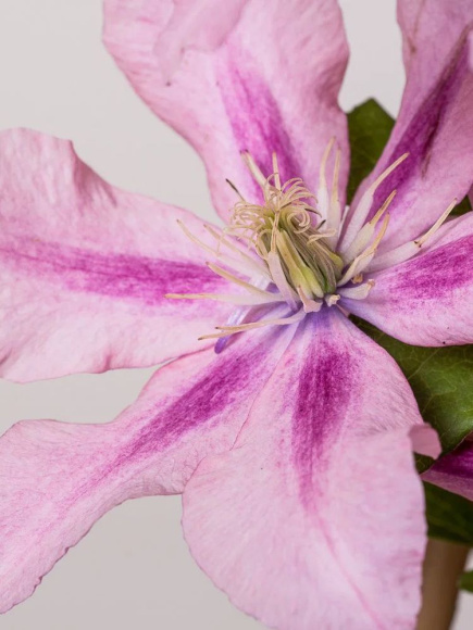 Клематис Розамунда (Rosamunde) купить с доставкой