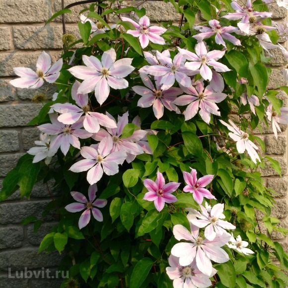 Клематис Розамунда (Rosamunde) купить с доставкой