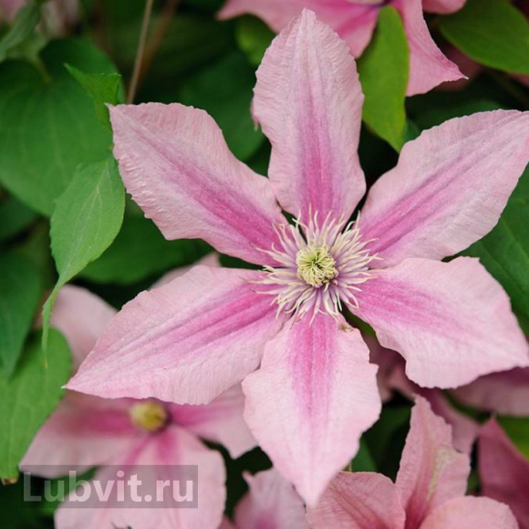 Клематис Розамунда (Rosamunde) купить с доставкой