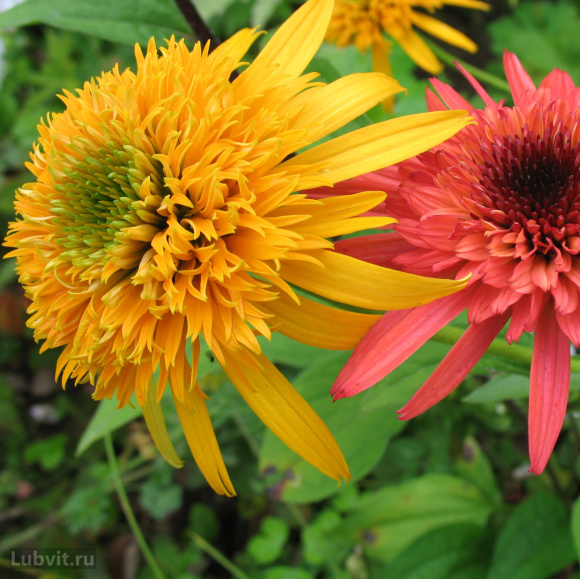 Эхинацея Сикрет Глоу (Secret Glow) купить с доставкой Эхинацея Сикрет Глоу (Secret Glow) купить с доставкой