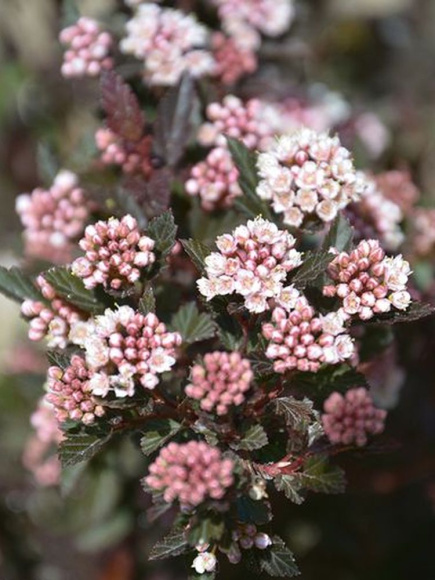 Пузыреплодник Литл Девил (Little Devil) купить с доставкой