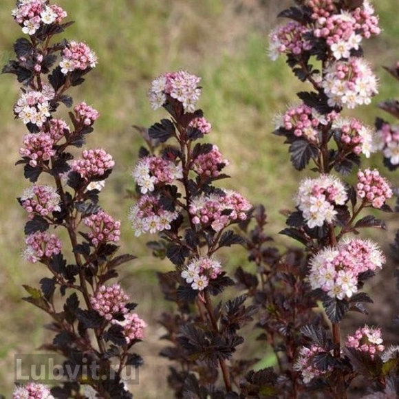 Пузыреплодник Литл Девил (Little Devil) купить с доставкой