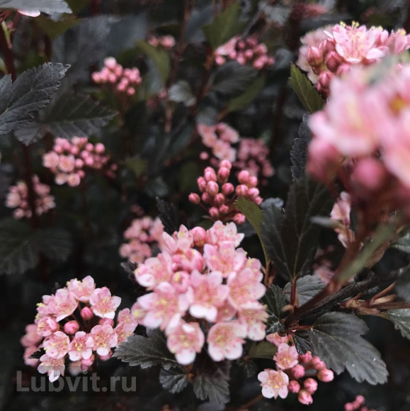 Пузыреплодник Литл Девил (Little Devil) купить с доставкой