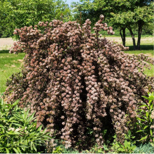 Пузыреплодник Литл Девил (Little Devil)