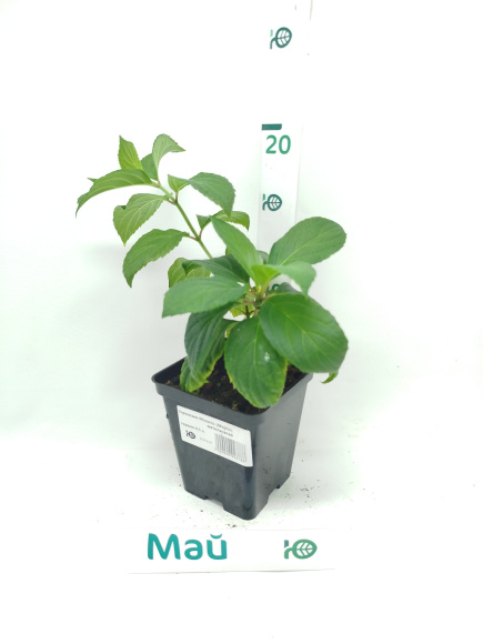 Гортензия Мохито (Mojito) метельчатая купить с доставкой