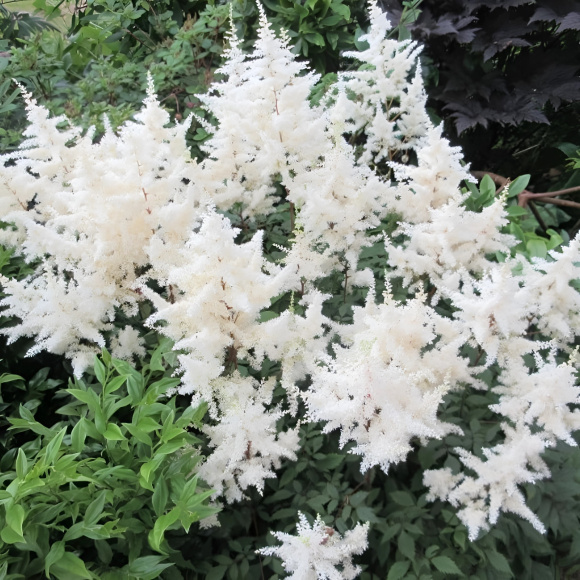 Астильба Элли (Ellie) купить с доставкой