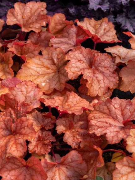 Гейхера Карнивал Фолл Фестивал (Carnival Fall Festival) купить с доставкой