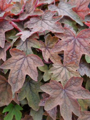 Гейхера Арт Деко (Art Deco)