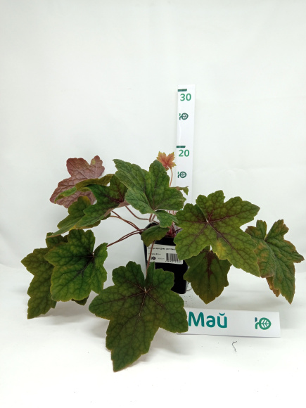 Гейхера Арт Деко (Art Deco) купить с доставкой