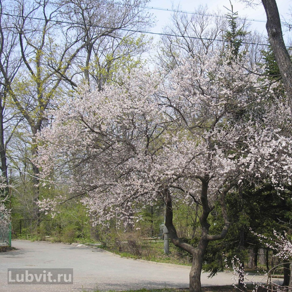 Абрикос маньчжурский (Prunus mandschurica) купить с доставкой