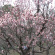 Абрикос маньчжурский (Prunus mandschurica) с доставкой