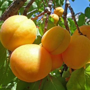 Абрикос маньчжурский (Prunus mandschurica)