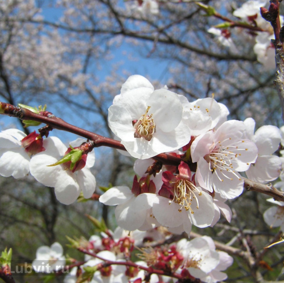 Абрикос маньчжурский (Prunus mandschurica) купить с доставкой