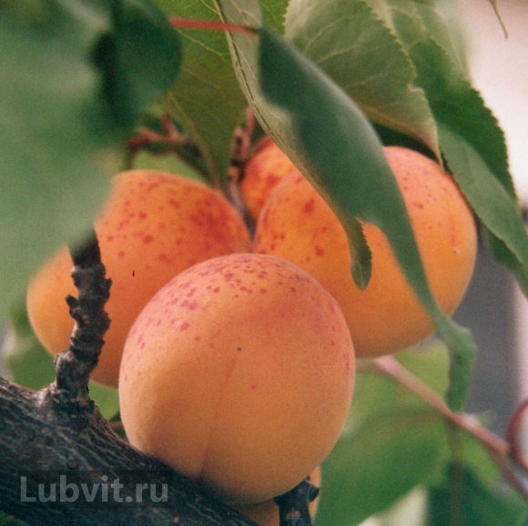 Абрикос маньчжурский (Prunus mandschurica) купить с доставкой
