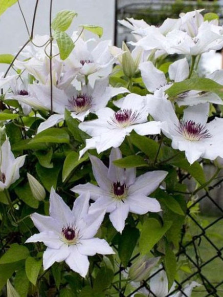 Клематис Сноу Квин (Snow Queen) купить с доставкой