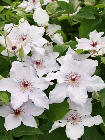 Клематис Сноу Квин (Snow Queen) купить с доставкой