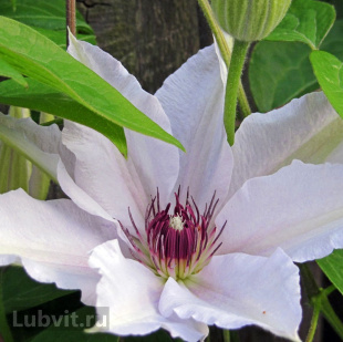 Клематис Сноу Квин (Snow Queen)