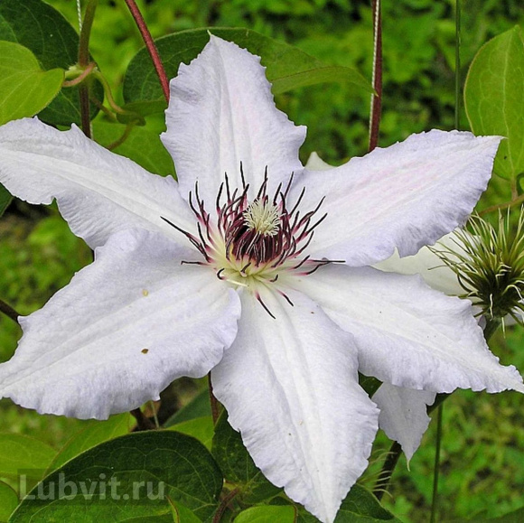 Клематис Сноу Квин (Snow Queen) купить с доставкой Клематис Сноу Квин (Snow Queen) купить с доставкой