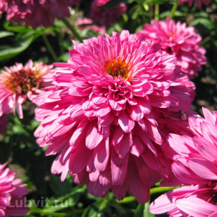 Эхинацея Пинк Пудл (Pink Poodle)