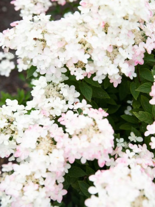 Гортензия Тач оф Пинк (Touch of Pink) метельчатая Гортензия Тач оф Пинк (Touch of Pink) метельчатая