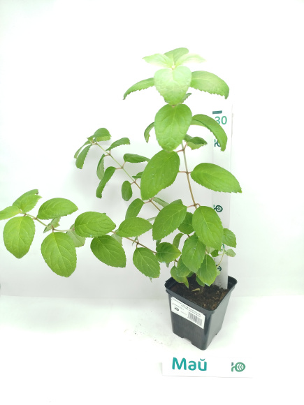 Гортензия Тач оф Пинк (Touch of Pink) метельчатая купить с доставкой