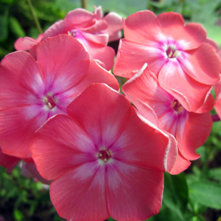 Флокс Салмон Глоу (Salmon Glow)