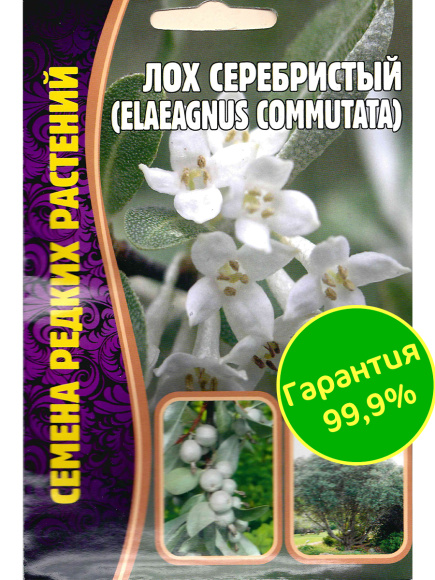 Лох Серебристый Elaeagnus commutata [Семена редких растений] купить с доставкой