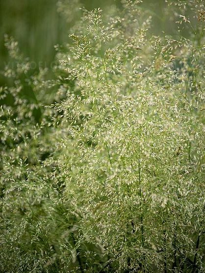 Луговик Голдшлеер (Goldschleier) купить с доставкой