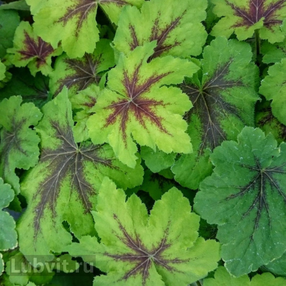 Гейхера Арт Нуво (Art Nouveau) купить с доставкой