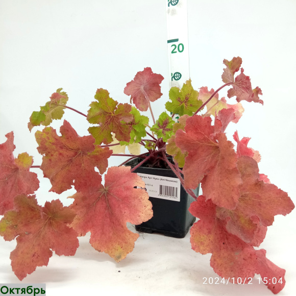 Гейхера Арт Нуво (Art Nouveau) купить с доставкой