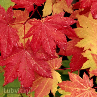 Клен Сахарный (Saccharum)