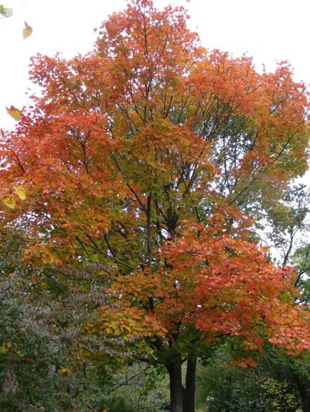 Клен Сахарный (Saccharum) купить с доставкой