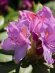 Рододендрон сихотинский Розово-сиреневый купить с доставкой