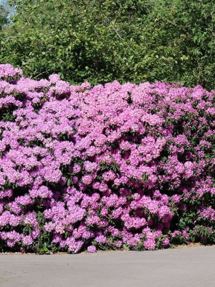 Рододендрон сихотинский Розово-сиреневый купить с доставкой