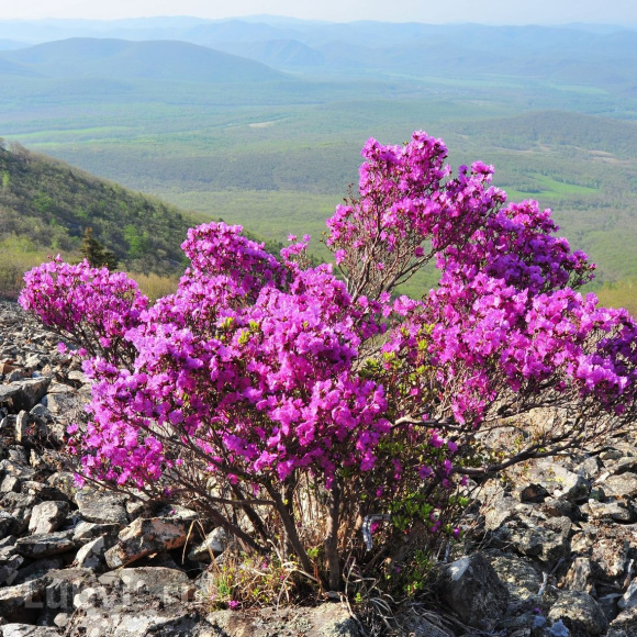 Рододендрон сихотинский Розово-сиреневый купить с доставкой