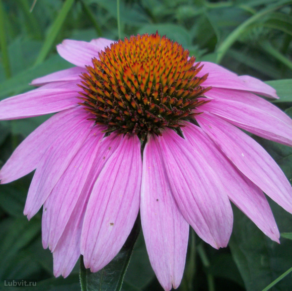 Эхинацея Красная Шляпа купить с доставкой