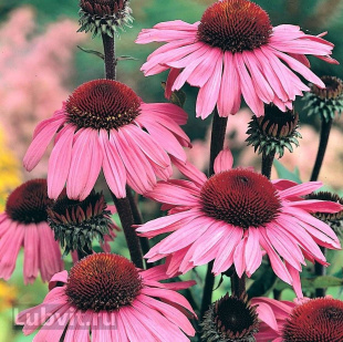 Эхинацея Красная Шляпа
