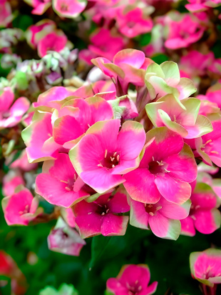 Флокс Неон Ореол (Neon Aureole)