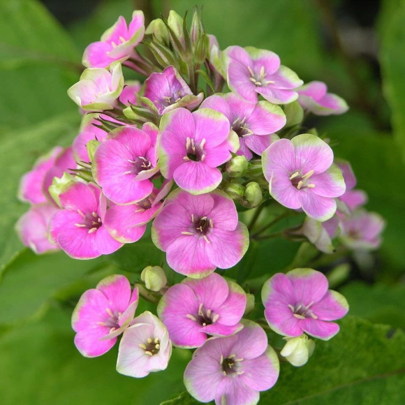 Флокс Неон Ореол (Neon Aureole) купить с доставкой