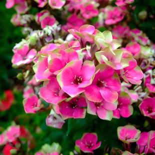 Флокс Неон Ореол (Neon Aureole)