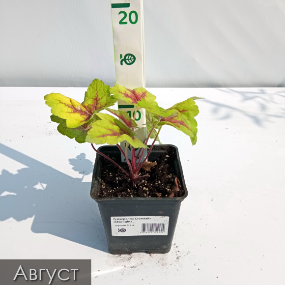 Гейхерелла Стоплайт (Stoplight) купить с доставкой