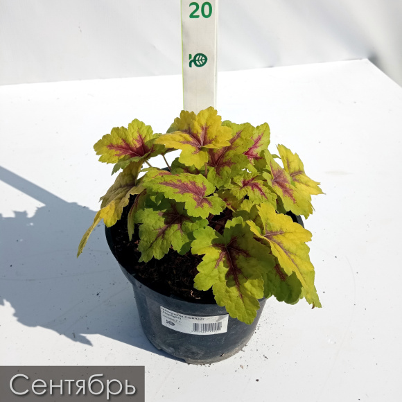 Гейхерелла Стоплайт (Stoplight) купить с доставкой