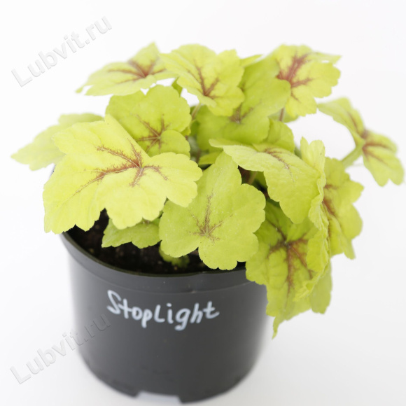 Гейхерелла Стоплайт (Stoplight) купить с доставкой