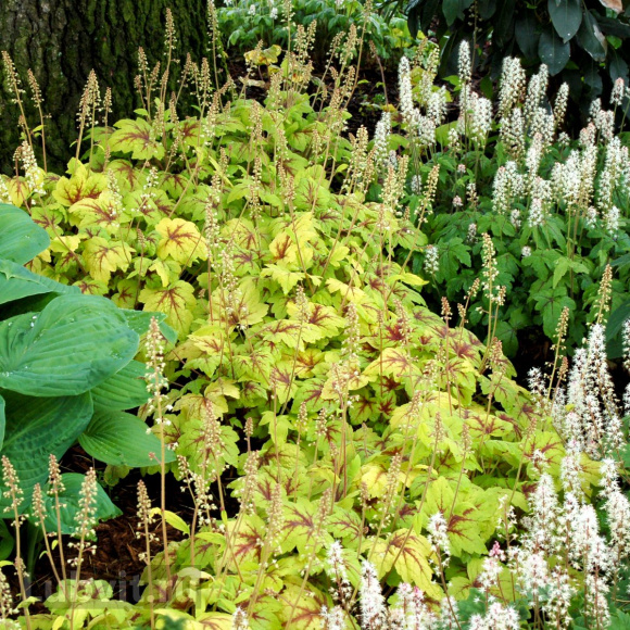 Гейхерелла Стоплайт (Stoplight) купить с доставкой
