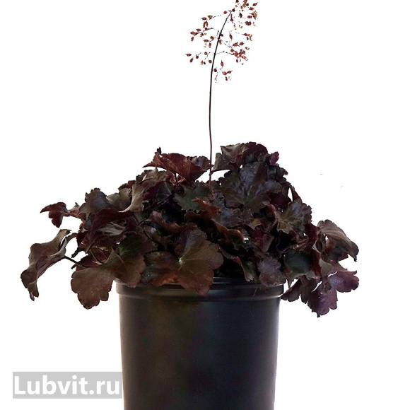 Гейхера Блэкаут (Blackout) купить с доставкой Гейхера Блэкаут (Blackout) купить с доставкой